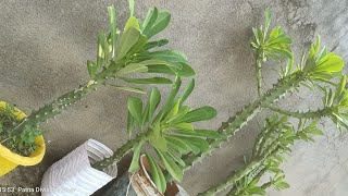 How to care Trigona plant Tripical plant Kanta wala plant care plant update 🌵🌵sehund ka poudha [upl. by Strauss]