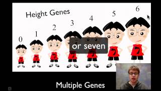 Chromosomal Genetics [upl. by Neil]