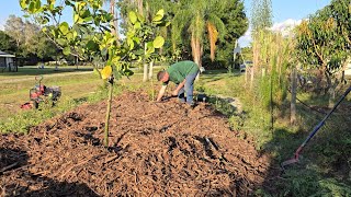 Planting Santol Geffner Atemoya Ross Sapote Langka at Canistel [upl. by Cornish]