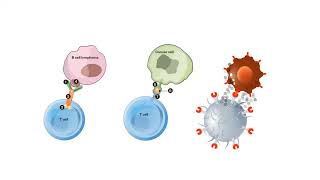 B CELLS and T CELLS EXPLAINED [upl. by Haraf]