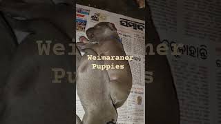 Weimaraner Puppies 9438018877 [upl. by Netsrak]