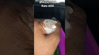 Fully tamed Dwarf hamster babie available in Kerala cheap price  vichu poochakkal [upl. by Faus]