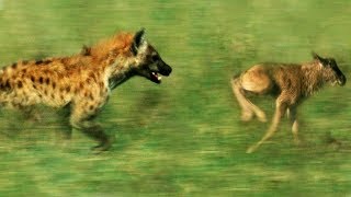 Hyena vs Baby Wildebeest  BBC Earth [upl. by Knowles]