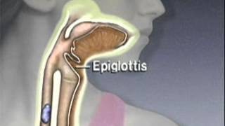 Through the Esophagus The Function of Peristalsis [upl. by Odericus]