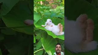 Shairana Si Hai Zindagi Ki Faja Aap Bhi Zindagi Kaa Maja Lijiye animal video shortvideo [upl. by Mcconnell]