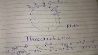 Larval Forms of Cestoda  full notes in hindi  msc zoology notes in hindi [upl. by Kory]