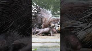 Cute baby porcupine shorts babyanimals cuteanimals [upl. by Anayd]