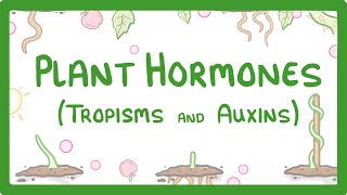 Plant Hormones  Tropisms amp Auxins 52 [upl. by Cris941]