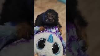 Cute Marmoset Monkey [upl. by Beatrix540]