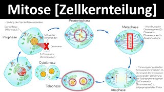 Mitose Zellkernteilung  Prophase Metaphase Anaphase Telophase 26  Biologie Oberstufe [upl. by Yrebmik]