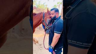 This HERO Rescued The Horse From Owner [upl. by Leahcimal]