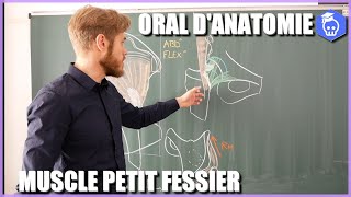 ORAL DANATOMIE  MUSCLE PETIT FESSIER en 10 minutes [upl. by Ahsekan346]