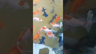 beautiful gold fish redcapgoldfish blackmore colorfish aquariumfish aquarium animallover [upl. by Gnut738]