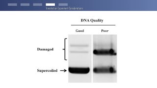 How To achieve transfection with high efficiency and low toxicity with TurboFect [upl. by Claiborne]