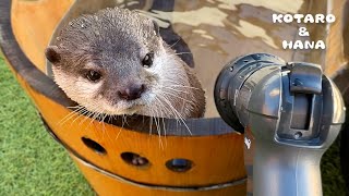 新しいホースにキレまくるカワウソがめっちゃ怖い HotHeaded Otter Gets Hostile at New Hose [upl. by Akemeuwkuhc]