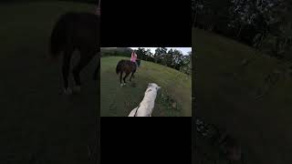 Pony farts Hilarious farting horses [upl. by Larine481]