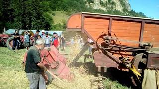 Vidéo de battage à lancienne avec une batteuse à Cornus en Aveyron [upl. by Ylesara]