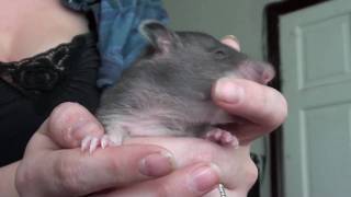 Gambian Pouched Rat Pup [upl. by Jacobba]