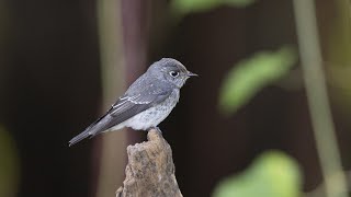 高字塔的烏鶲Darksided Flycatcher [upl. by Paradies]