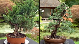 Learn how to create a Juniper Bonsai tree [upl. by Zeuqirdor]