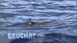 Beuchat  Clip 2013 [upl. by Wehttan]