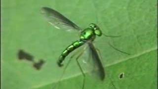 Green Fly Diptera Dolichopodidae [upl. by Eico]