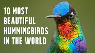 10 Most Beautiful Hummingbirds In The World [upl. by Attenaj]