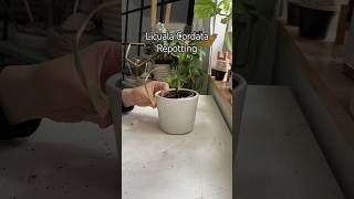 Licuala Cordata Rescue shorts plants indoorplant garden houseplant plantcare palmtree [upl. by Cedar]