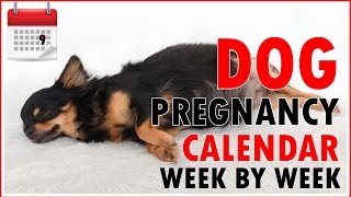 Dog Pregnancy Calendar  Week by Week Dont miss out [upl. by Katherine]