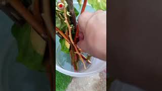 GROW FLOWERING PLANTS IN ZERO RUPEES COST [upl. by Hsiri718]