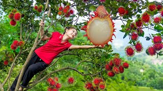 Harvesting Giant Red Rambutan Fruits  Growing more fruit trees and Cooking  Harvest DailyLife [upl. by Eenhpad]