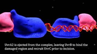 Prokaryotic Nucleotide Excision Repair [upl. by Adair]