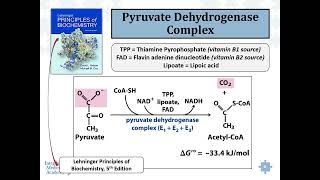 Advanced OAT Mastery Course Amino Acid Metabolites and Low Values [upl. by Chae]