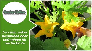 Zucchini 🥒 selber bestäuben 🖌️ oder befruchten für reiche Ernte [upl. by Glory]