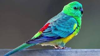 RED Rumped Parrot Bird MUSIC [upl. by Eenobe245]