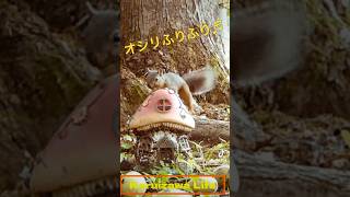 【軽井沢】リスの大好物⁼鬼ぐるみ🐿️ [upl. by Aihtnys]