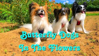 Papillon Dogs Butterfly Dogs In The Flowers [upl. by Lewiss]