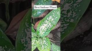 Defenbachia Plant Care Tipshow to grow and care for defenbachiabest indoor plant [upl. by Sedberry]