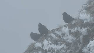 Puchberg am Schneeberg Schneeberg Yellow billed Chough [upl. by Etiuqal]