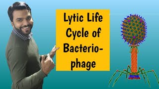 Lytic Life cycle of Bacteriophage [upl. by Atled]