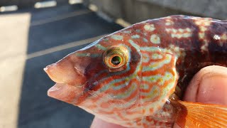 Early morning fishing at Samphire hoe Kent wrasse pouting [upl. by Enwahs]