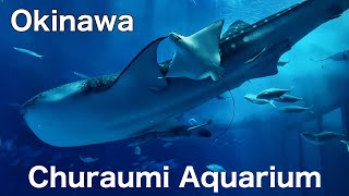 Okinawa Churaumi AquariumSeptember 252023HokkaidoJapan [upl. by Koppel]