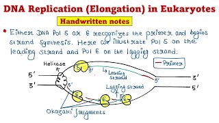 Eukaryotic DNA Replication  Elongation [upl. by Tomasina112]