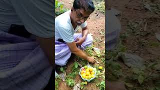 Lemon tree in our farm house🏡🍋😍 farmhouse lemontree ourgarden vlog shorts [upl. by Madge]