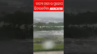 ଭିତରକନିକା mangrove cyclone dana cyclonedana batyadana cyclonehitbhitarkanika batyanews shorts [upl. by Kcirdet232]