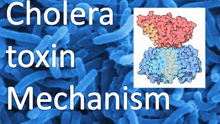 Cholera toxin mechanism [upl. by Ja270]