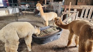 Sabamba Alpaca rancho ðŸšœ la lana de Alpaca [upl. by Asilaj358]