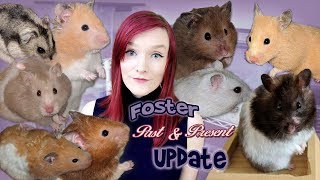 Foster Updates of Past amp Present Hamsters  Munchies Place [upl. by Han684]