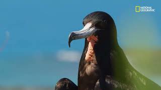 Arquipélago de Abrolhos e sua variedade de aves  Brasil Selvagem [upl. by Alled]