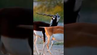 Blackbuck Rut Behaviour antelope [upl. by Jecon]